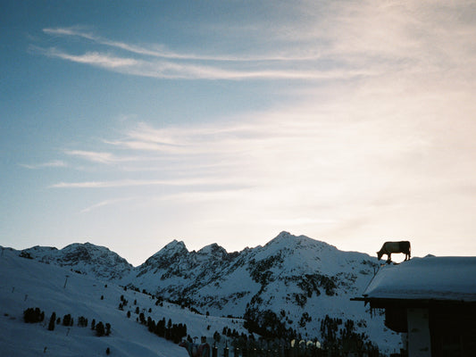 Kuh am Berg